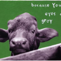 Gray Eyes